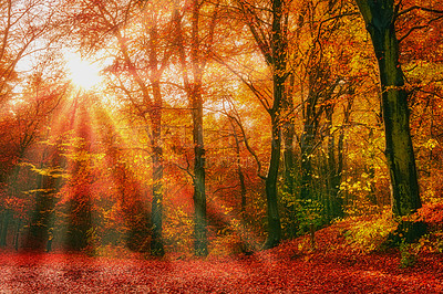 Buy stock photo Autumn, nature and trees with leaves outdoor in park, field or garden for outdoor landscape environment. Lens flare, Marselisborg forest and golden plants for fall in woods at countryside in Denmark.