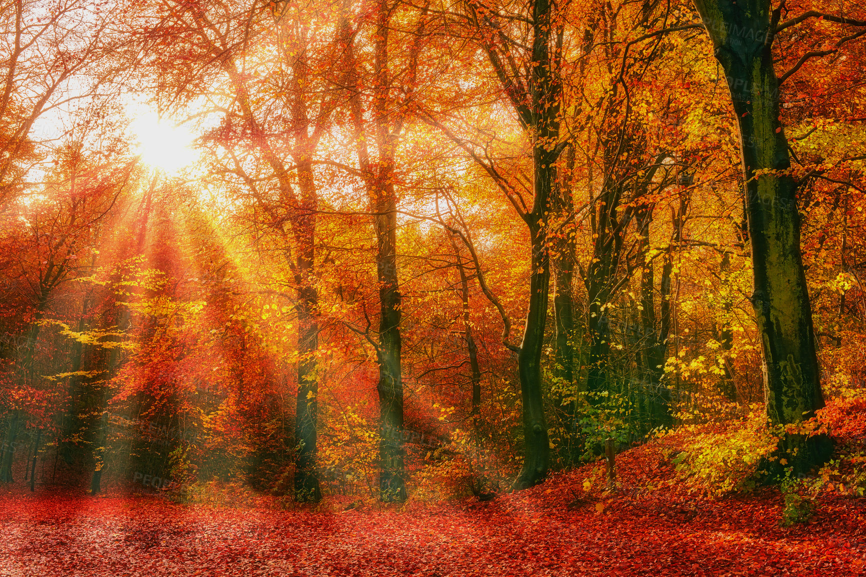 Buy stock photo Autumn, nature and trees with leaves outdoor in park, field or garden for outdoor landscape environment. Lens flare, Marselisborg forest and golden plants for fall in woods at countryside in Denmark.