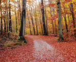 The colors of autumn - Marselisborg Forests