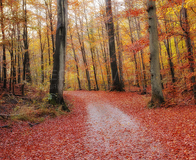 Buy stock photo Marselisborg Forests or simply Marselisborg Forest, is a 1,300 hectares forest to the south of Aarhus City in Denmark