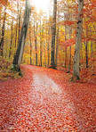 The colors of autumn - Marselisborg Forests