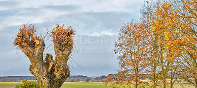 Buy stock photo Landscape, field and blue sky with leaves in autumn for travel, sustainability or adventure with trees. Countryside, forest and grass for natural environment for tourism, holiday or nature in Denmark