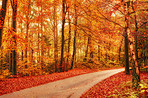 The colors of autumn - Marselisborg Forests