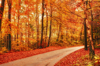 Buy stock photo Marselisborg Forests or simply Marselisborg Forest, is a 1,300 hectares forest to the south of Aarhus City in Denmark