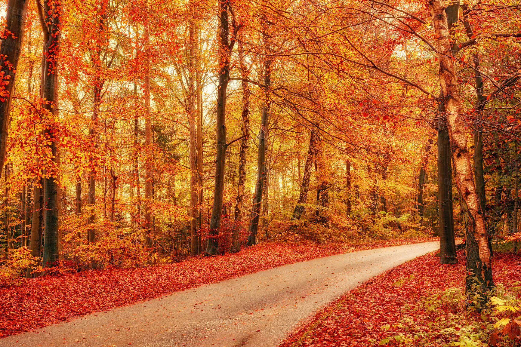 Buy stock photo Marselisborg Forests or simply Marselisborg Forest, is a 1,300 hectares forest to the south of Aarhus City in Denmark