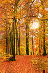 The colors of autumn - Marselisborg Forests