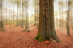 The colors of autumn - Marselisborg Forests