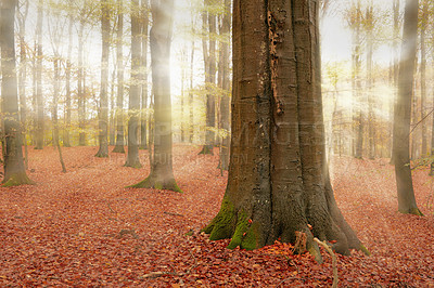 Buy stock photo Sunlight, tree trunk or autumn leaves in forest for travel destination, hiking location or natural environment. Landscape, lens flare or colorful view of foliage with plants or fall season in Denmark