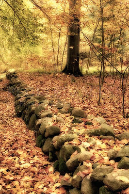 Buy stock photo Landscape, forest and rocks with leaves in autumn for travel, sustainability or adventure with trees. Countryside, woods and grass with natural environment for tourism, holiday and nature in Denmark