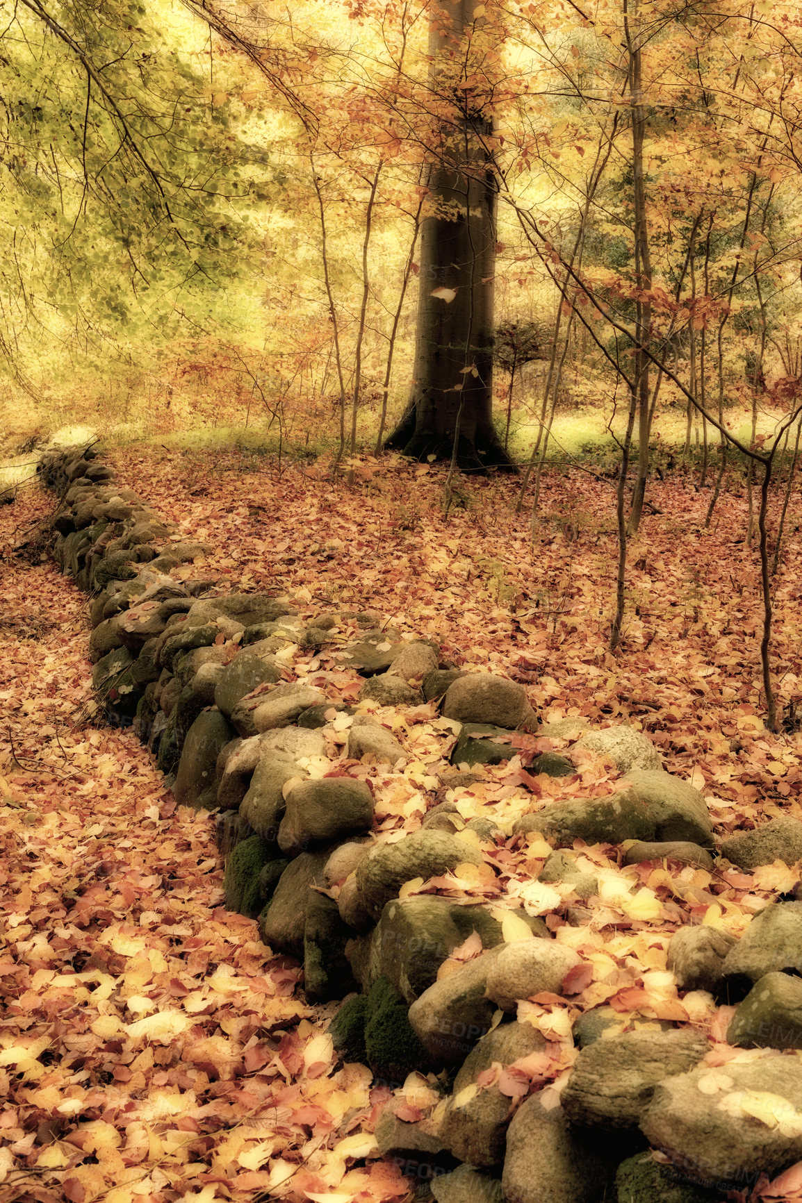 Buy stock photo Landscape, forest and rocks with leaves in autumn for travel, sustainability or adventure with trees. Countryside, woods and grass with natural environment for tourism, holiday and nature in Denmark