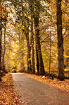 The colors of autumn - Marselisborg Forests