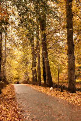 Buy stock photo Travel, nature and trees with leaves in park with outdoor landscape environment for conservation. Weather, Marselisborg forest and golden plants for season in woods at countryside in Denmark.