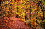 The colors of autumn - Marselisborg Forests