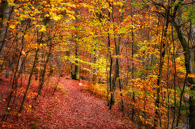 Buy stock photo Marselisborg Forests or simply Marselisborg Forest, is a 1,300 hectares forest to the south of Aarhus City in Denmark