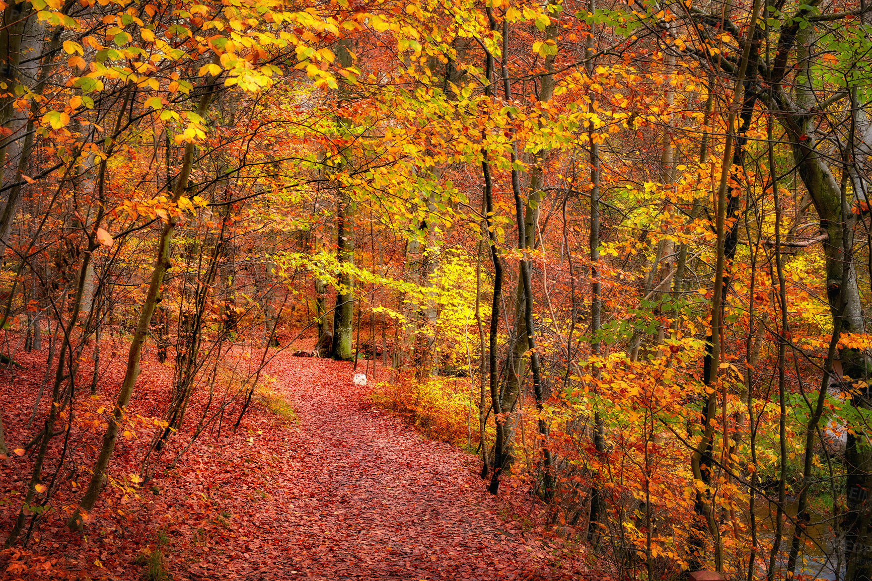 Buy stock photo Marselisborg Forests or simply Marselisborg Forest, is a 1,300 hectares forest to the south of Aarhus City in Denmark