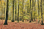 The colors of autumn - Marselisborg Forests