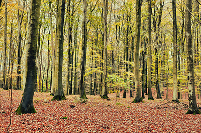 Buy stock photo Marselisborg Forests or simply Marselisborg Forest, is a 1,300 hectares forest to the south of Aarhus City in Denmark