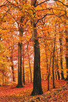 The colors of autumn - Marselisborg Forests