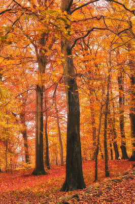 Buy stock photo Marselisborg Forests or simply Marselisborg Forest, is a 1,300 hectares forest to the south of Aarhus City in Denmark