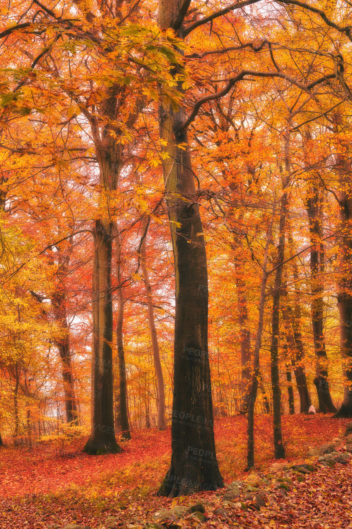 Buy stock photo Marselisborg Forests or simply Marselisborg Forest, is a 1,300 hectares forest to the south of Aarhus City in Denmark