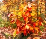 The colors of autumn - Marselisborg Forests