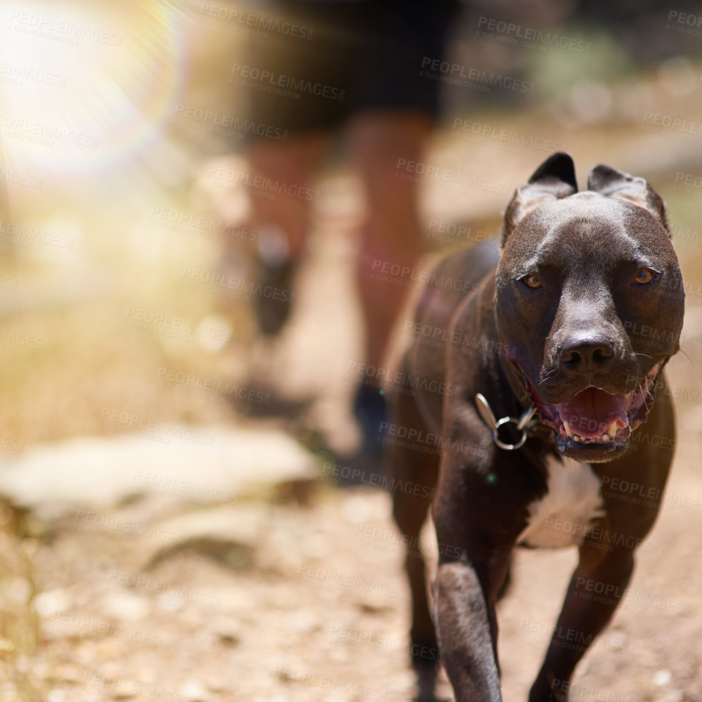 Buy stock photo Forest, dog and running with sun, nature and outdoor exercise for animals on path in woods. Health, wellness and pitbull walking with person on natural adventure with pet care, trekking and fitness