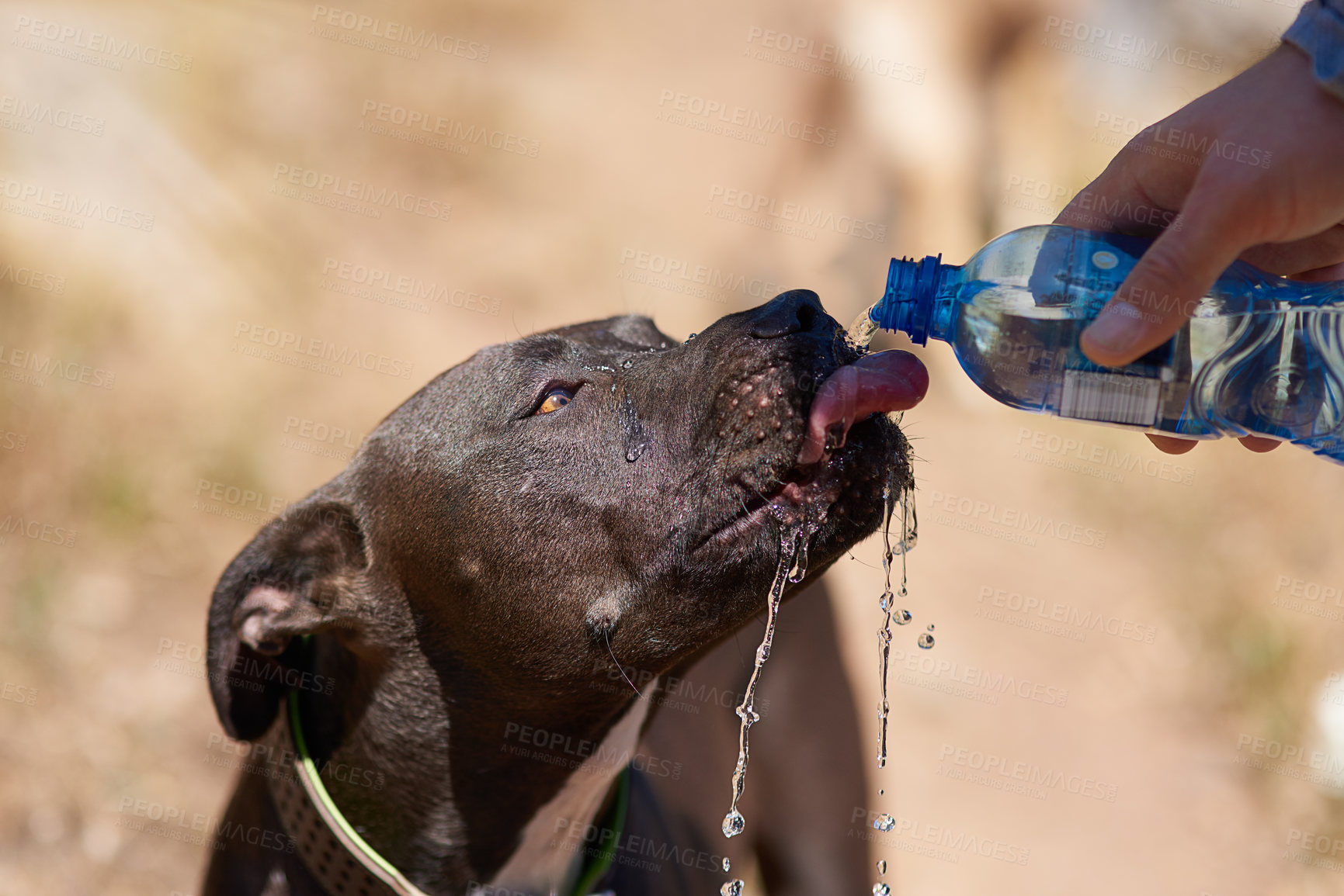 Buy stock photo Cropped shot of a dog drinking water from his owner's bottle while running in the woods