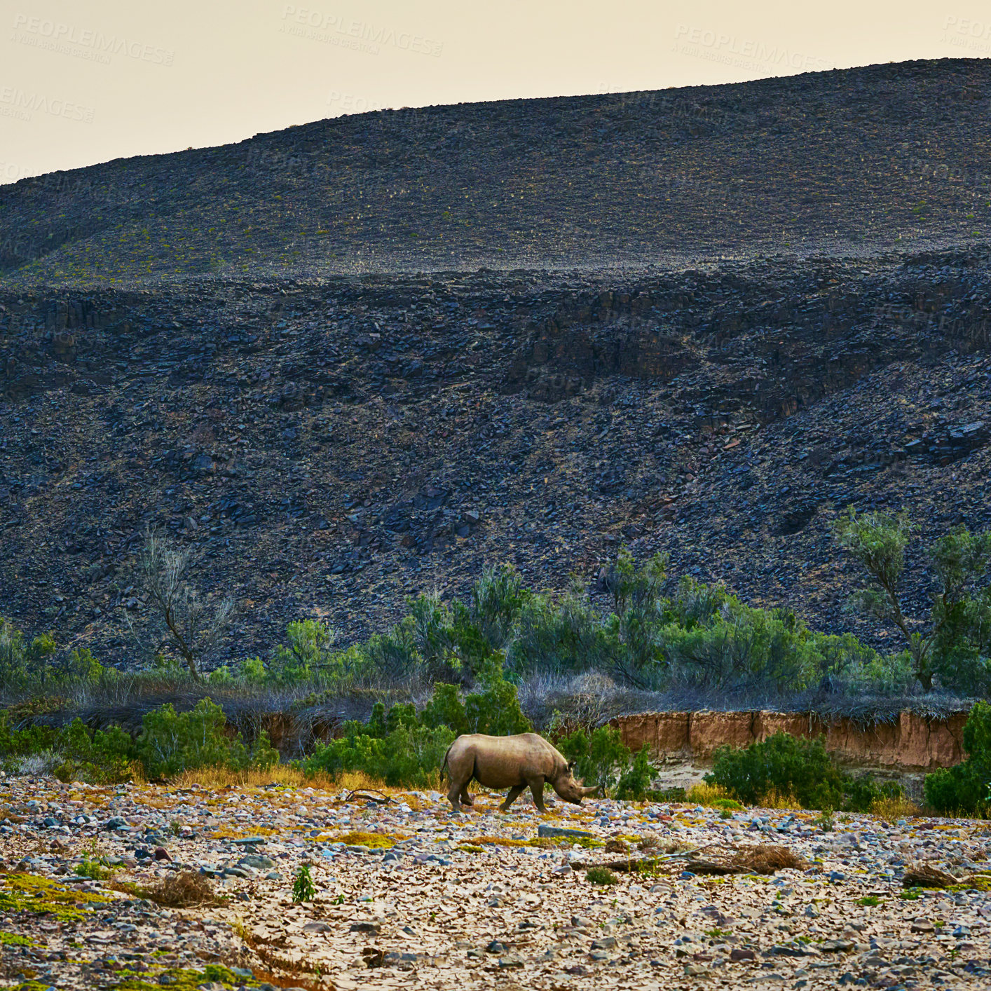 Buy stock photo Shot of a rhino in its natural habitat