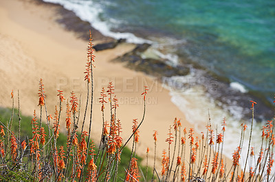 Buy stock photo Plants, sand and sea on beach outdoor from above for holiday, travel or vacation in summer. Flowers, growth and sustainability on coast at tropical island paradise location for sightseeing or tourism