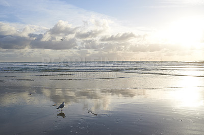 Buy stock photo Beach, shoreline or bird with clouds, sky or paradise for vacation or environment to relax. Brazil, outdoor nature or scenic view of reflection, sea and ocean in Rio de Janeiro for travel destination