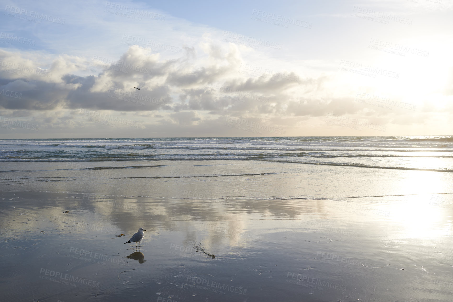 Buy stock photo Beach, shoreline or bird with clouds, sky or paradise for vacation or environment to relax. Brazil, outdoor nature or scenic view of reflection, sea and ocean in Rio de Janeiro for travel destination