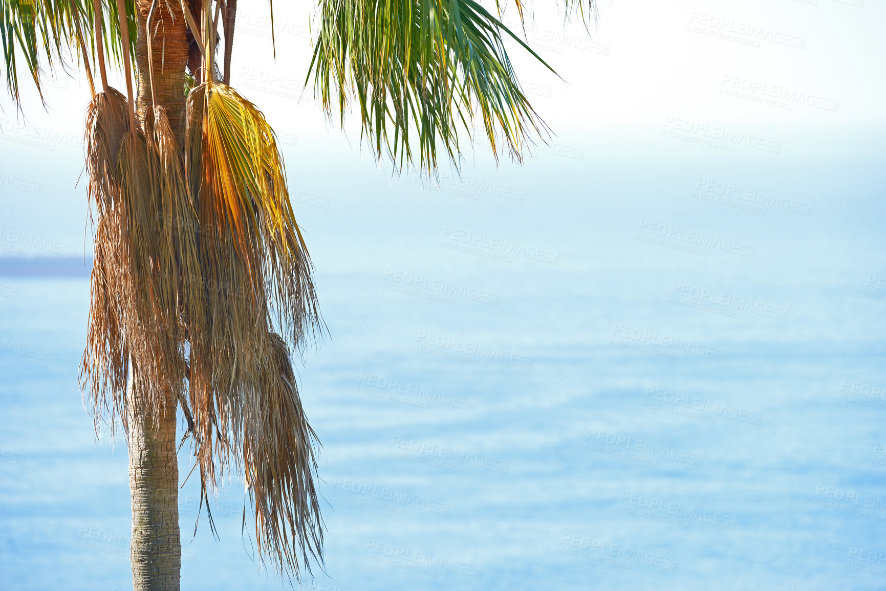 Buy stock photo Landscape, beach and ocean with palm tree, peace and clouds for tropical holiday, nature and travel. Sea, water and blue sky outdoor in summer sunshine for vacation, tourism and adventure in Ibiza