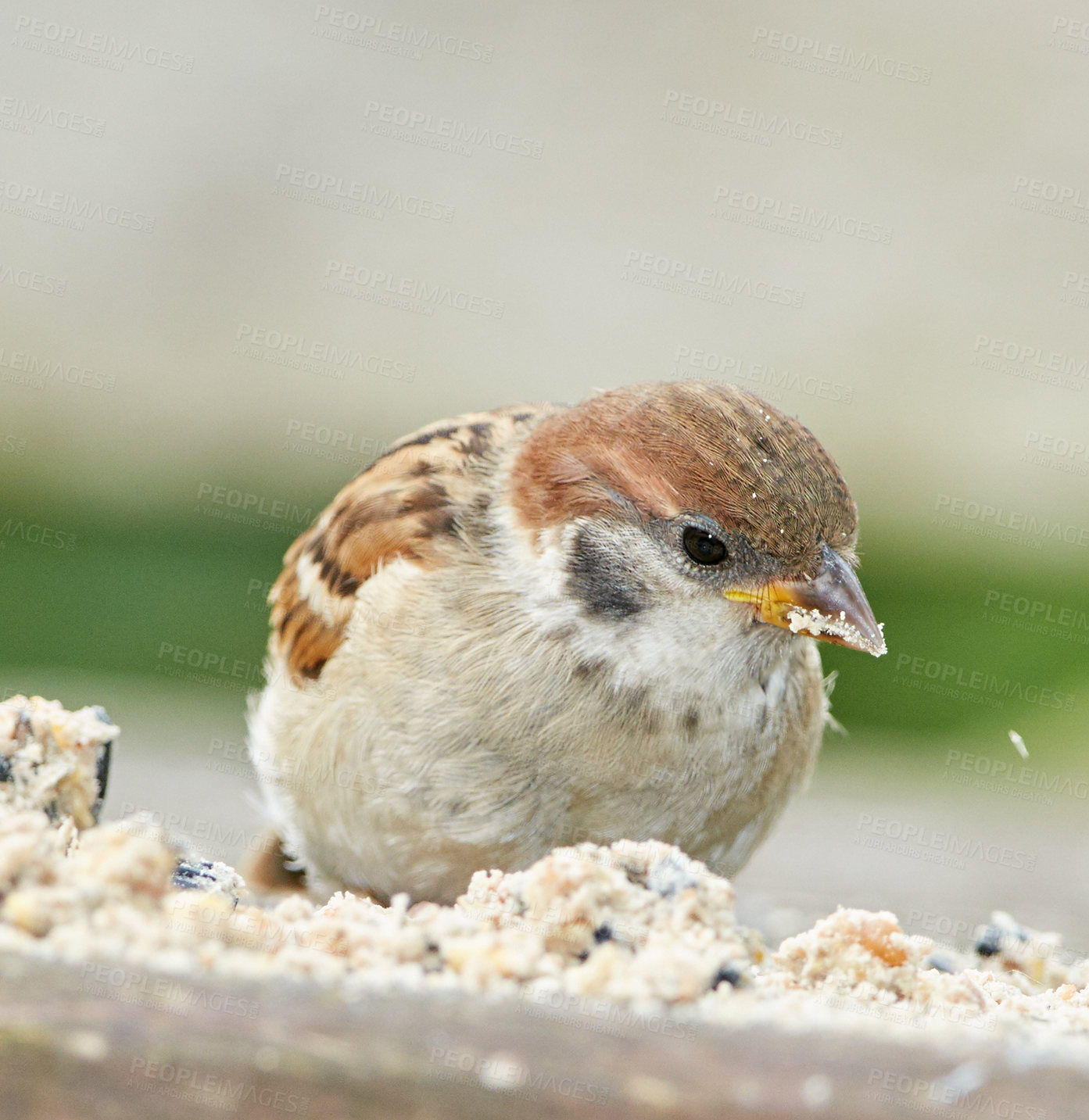 Buy stock photo Eating, nature and wildlife with bird outdoor in ecosystem, environment or habitat for sustainability. Conservation, feed and food with hungry Sparrow on wooden tree trunk for natural ecology