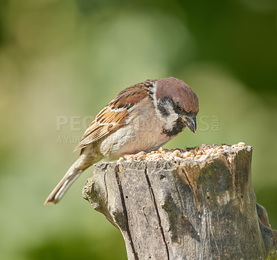 Buy stock photo Eating, feed and nature with bird outdoor in ecosystem, environment or habitat for sustainability. Conservation, food and outside with hungry Sparrow on wooden trunk or stump for natural ecology