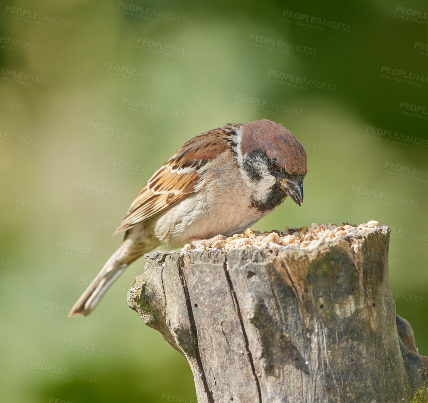 Buy stock photo Eating, feed and nature with bird outdoor in ecosystem, environment or habitat for sustainability. Conservation, food and outside with hungry Sparrow on wooden trunk or stump for natural ecology