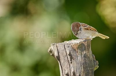 Buy stock photo Eating, food and wildlife with bird outdoor in ecosystem, environment or habitat for sustainability. Conservation, space and nature with hungry Sparrow on wooden tree trunk for natural ecology