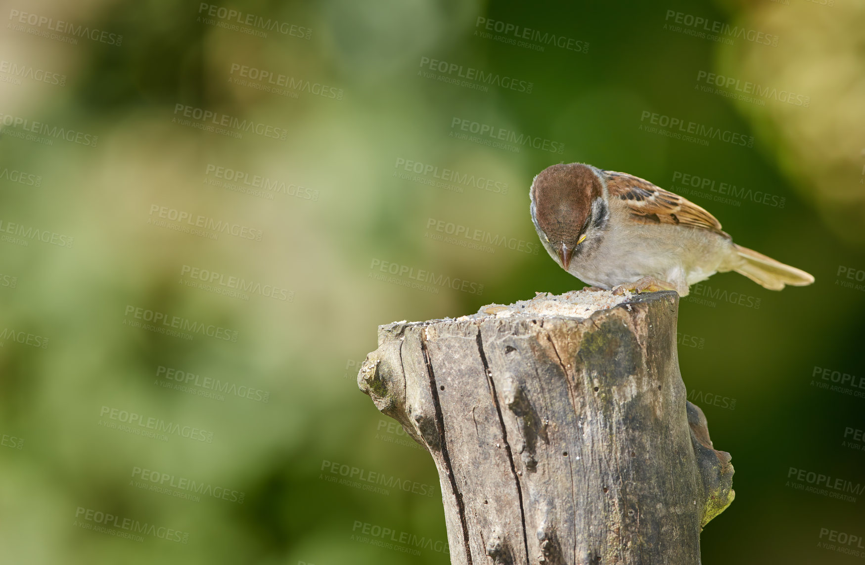 Buy stock photo Eating, food and wildlife with bird outdoor in ecosystem, environment or habitat for sustainability. Conservation, space and nature with hungry Sparrow on wooden tree trunk for natural ecology