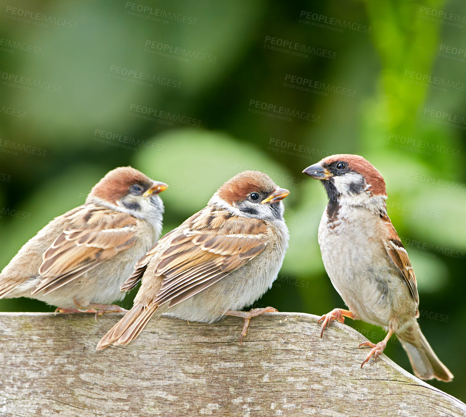 Buy stock photo Outdoor, forest and bird family in bench in nature for bonding, support and unity in Spain. Outside, park and animals in garden for food sourcing, resting and nesting with relaxing as songbirds