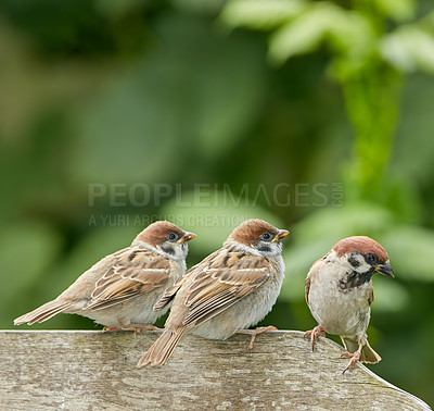 Buy stock photo Outside, park and bird family in bench in nature for bonding, support and unity in Spain. Outdoor, forest and animals in garden for food sourcing, resting and nesting with relaxing as songbirds