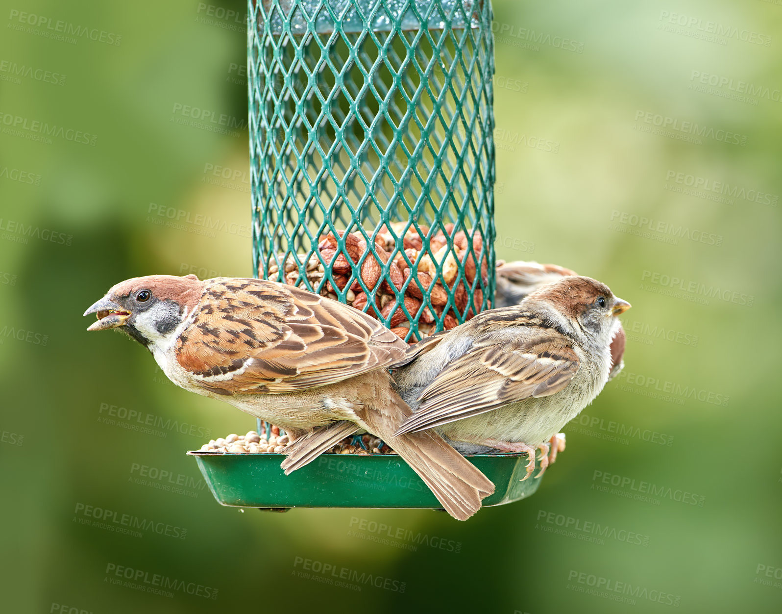 Buy stock photo Animal, family or flock eating with bird feeder for meal, snack or small bites on hanging lantern, tray or lamp in nature. Group, species or feather wildlife with food, seeds or container in garden