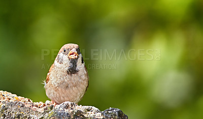 Buy stock photo Conservation, eating and wildlife with bird outdoor in ecosystem, environment or habitat for sustainability. Feed, food and nature with hungry Sparrow on wooden tree trunk for natural ecology