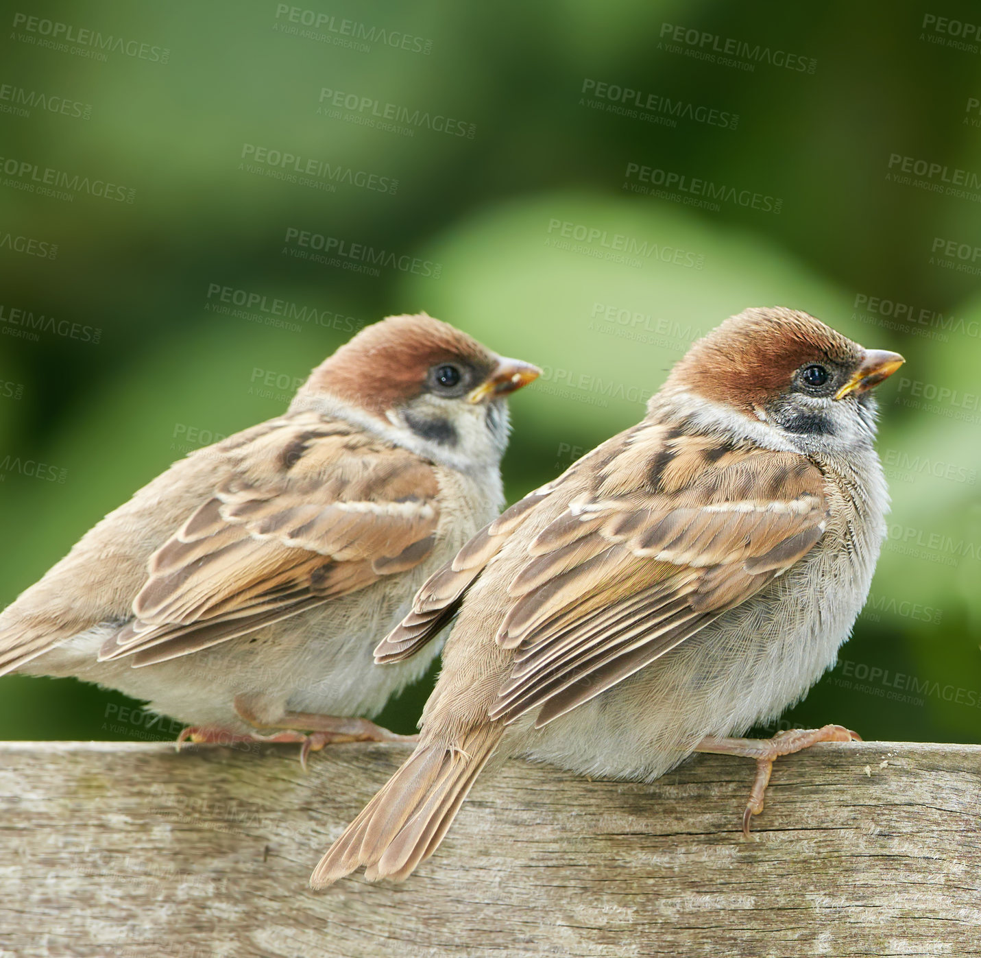 Buy stock photo Outdoor, garden and bird family in bench in nature for bonding, support and unity in Spain. Outside, park and animals in forest for food sourcing, resting and nesting with relaxing as songbirds