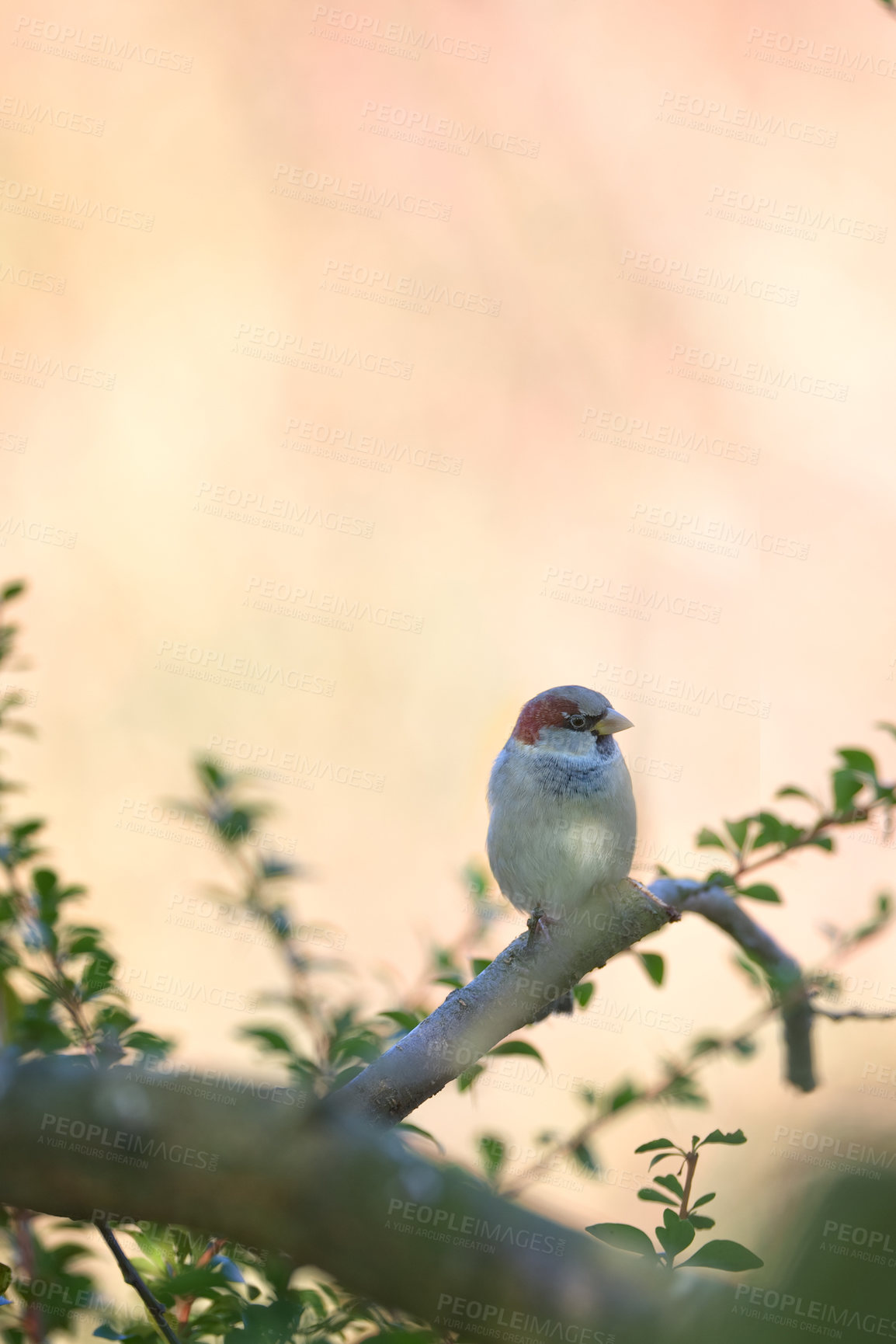 Buy stock photo Bird, branch and perch on tree in nature with leaf, ecosystem and environment for wildlife growth. Sparrow, plant and outdoor for animal conservation, sustainability and natural habitat with feather