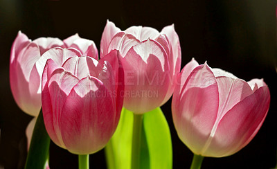 Buy stock photo Flowers, nature and wallpaper in spring or blossom with bright, colorful and display in season or garden. Morning, earth and pink tulips in botany, bloom and plants for landscaping on dark background