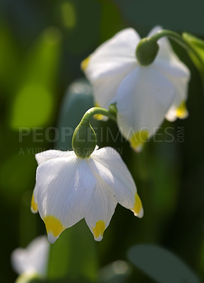 Buy stock photo Flowers, nature and snowflake in spring or bloom with bright, colorful and display in season or garden. Morning, earth and wallpaper in botany, blossom and outdoor plants in landscaping as background