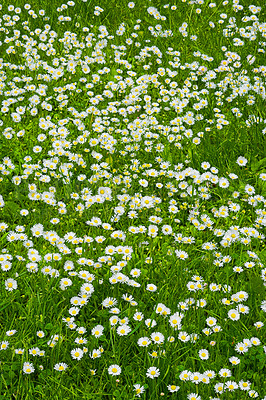 Buy stock photo Background, flowers and nature with green field outdoor from above for growth or sustainability. Daisy, environment and grass with growing plants in countryside or ecosystem for natural conservation