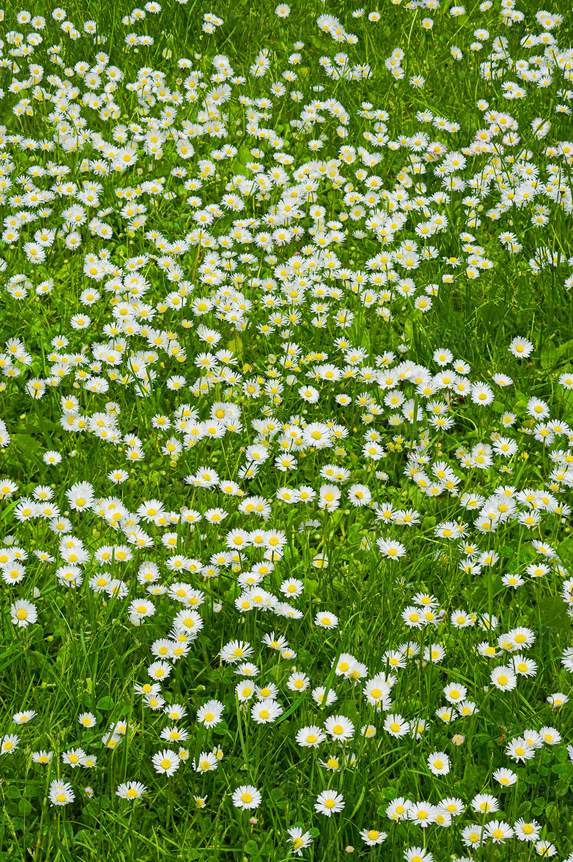 Buy stock photo Background, flowers and nature with green field outdoor from above for growth or sustainability. Daisy, environment and grass with growing plants in countryside or ecosystem for natural conservation