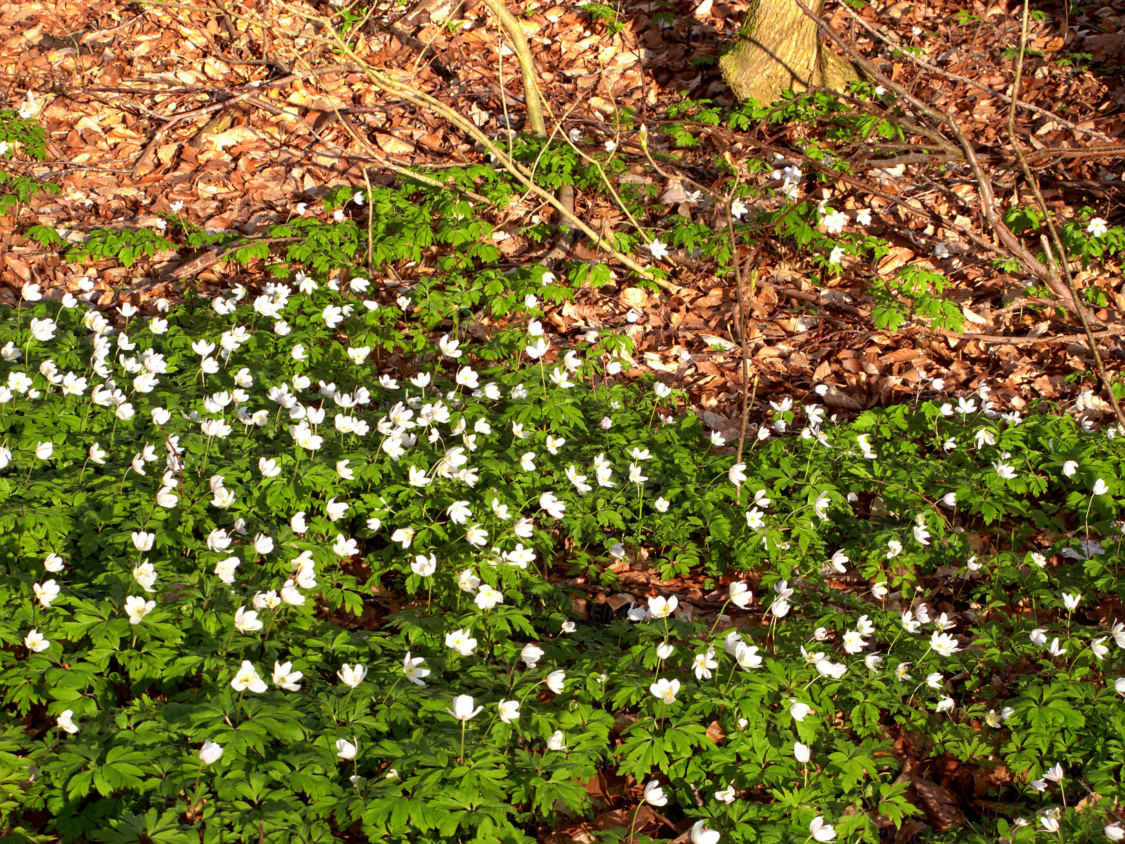 Buy stock photo Nature, spring and environment with flowers in forest for sustainability, growth and ecosystem season. Biodiversity, conservation and ecology with snowdrop plant in countryside for grass blossom