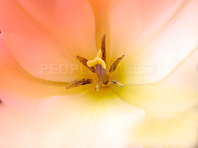 Buy stock photo Flowers, nature and tulips in closeup as blossom with bright, colorful and display in season or garden. Morning, earth and wallpaper in spring as botany, plants and landscape as background in macro