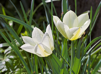 Buy stock photo Wild flowers, white tulips and textures in season, blossom or garden as bright or colorful display in spring. Morning, earth and nature for botany, bloom or outdoor plants in landscape as background